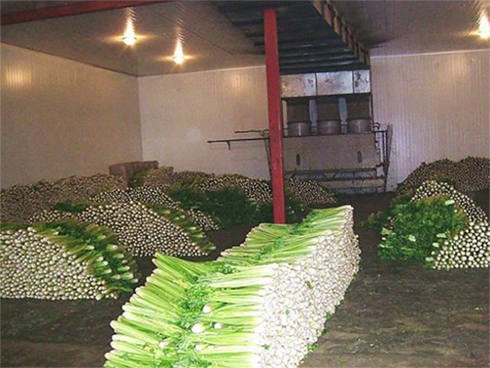 生鲜菠萝蜜在线观看建造