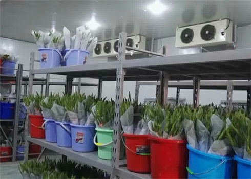 鲜花保鲜菠萝蜜在线观看建造