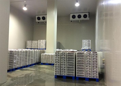 食品菠萝蜜在线观看安装多少钱？