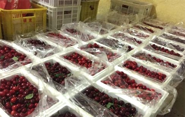 2~8℃樱桃冷藏库 2~8℃樱桃冷藏库