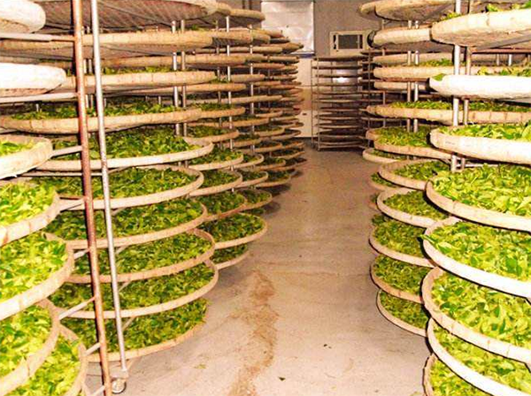 茶叶低温冷藏库建造 茶叶低温冷藏库建造