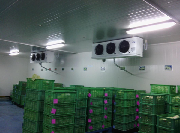 低温生鲜储藏菠萝蜜在线观看 低温生鲜储藏菠萝蜜在线观看