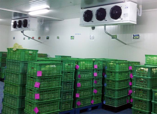 低温生鲜储藏菠萝蜜在线观看 低温生鲜储藏菠萝蜜在线观看