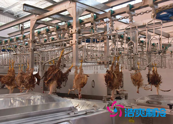 肉鸡屠宰之后需要直接入速冻库吗？-菠萝蜜视频在线免费观看制冷